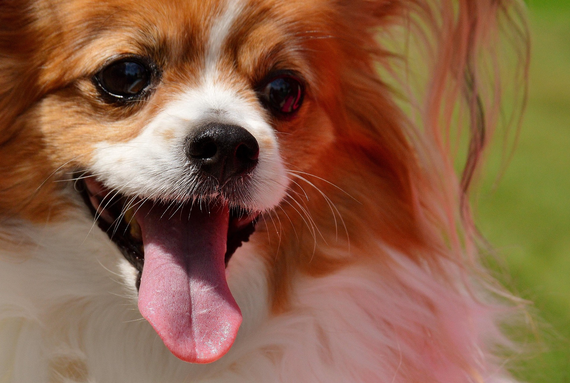 Bach Bloesem voor dieren